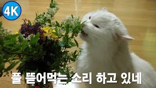 [4K] 풀 뜯어먹은 고양이 김명일 A white turkish angora cat grazes flower