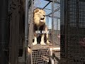 Lion King of Animals| #animals #viral #lion #tiger #trending #education