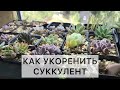 Как укоренить суккулент