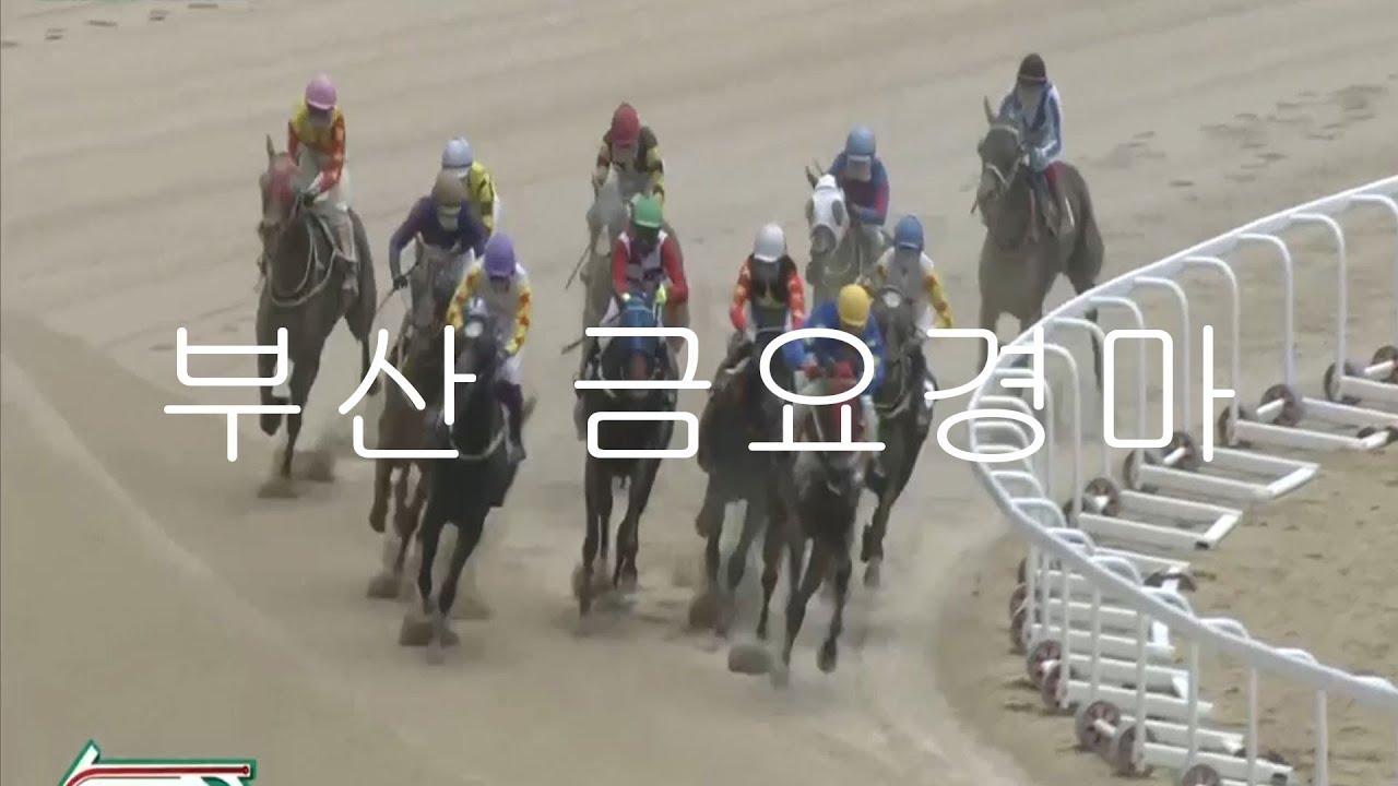 부산경마🎯부산경마🥇부산경마예상💥부산경마🔵부산경마예상,김남성경마예상,경마예상방송,경마예상,경마예상김남성,경마김남성,경마방송,금요 경마 예상,부산경마예상,부산경마,경마예상방송김남성