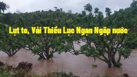 Lũ To  Ngập Nước Vườn Vải Thiều Lục Ngạn  l Nui Doi Luc Ngan 98