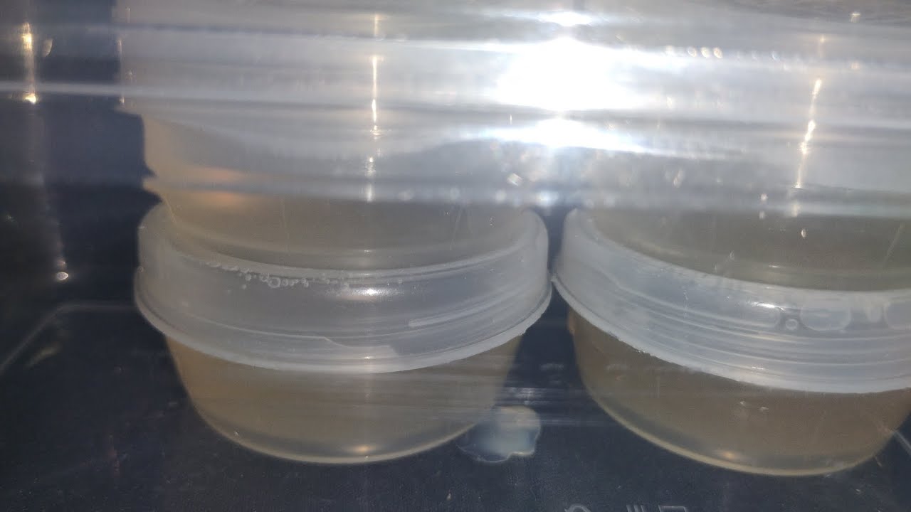 Syfi growing edible mushrooms 🍄