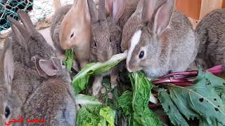 فوائد الخس للأرانب  والطريقة الصحيحة لتقديمه دون ضرر Benefits of lettuce for rabbits
