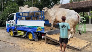 IKUT PAMIT !! PANUT, GONDANG, GINDING & SAPI2 LAIN UNDUR DIRI - Sapi Qurban Jumbo