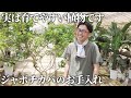 【観葉植物】寒さに強くて育てやすい！日本では珍しいジャボチカバのお手入れ方法をご紹介します。#ユニバーサル園芸社