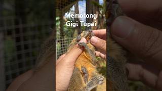 Download Lagu Tupai ini hampir mati tetusuk gigi sendiri 😱#tupaikelapa #tupai #pets MP3