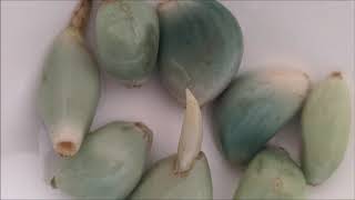 Join justine as she investigates why her garlic turned blue, and then
try this experiment yourself!science world continues to serve the
province with vital s...
