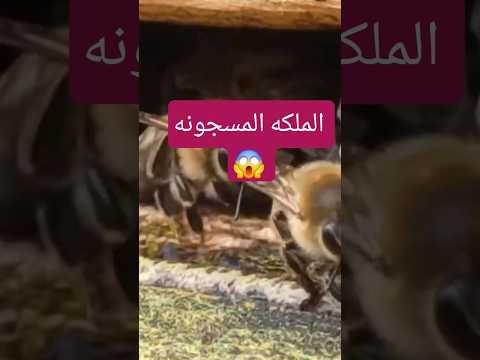 حبس ملكة النحل داخل الحاجز الملكي 