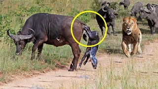 Mother Buffalo Giving Birth -  Lion Ambush Buffalo &amp; Newborn Calf In Africa - Animals Attack Animals