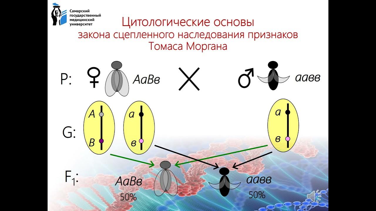 Сцепленное наследование примеры у человека