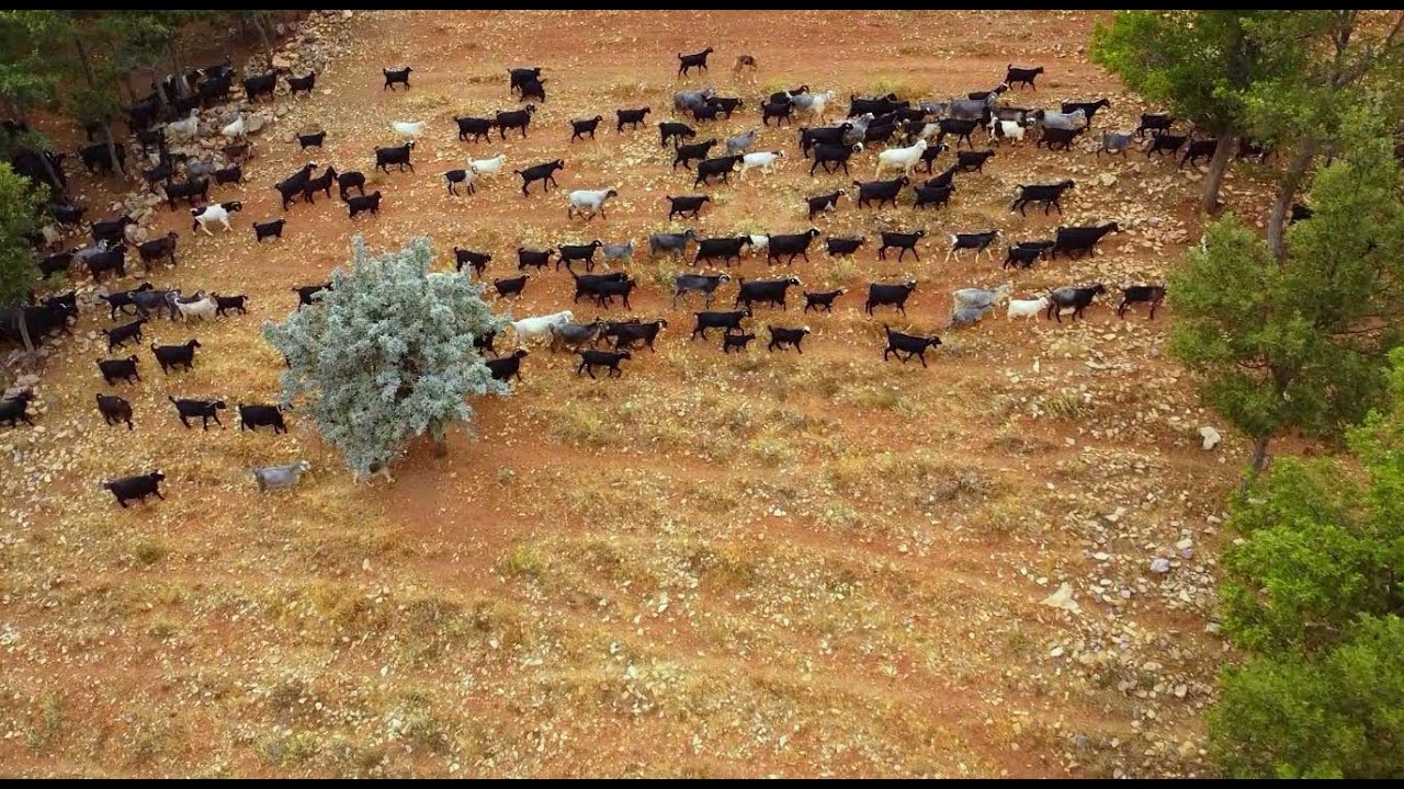 Tufanbeyli Saimbeyli Toroslarında Yörüklerin Hayatı I BELGESEL#belgesel#yörük#doğa