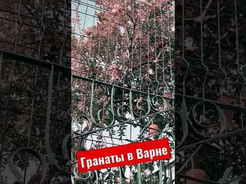 #shorts Гранаты в Варне. Аспарухово. Жизнь в Болгарии