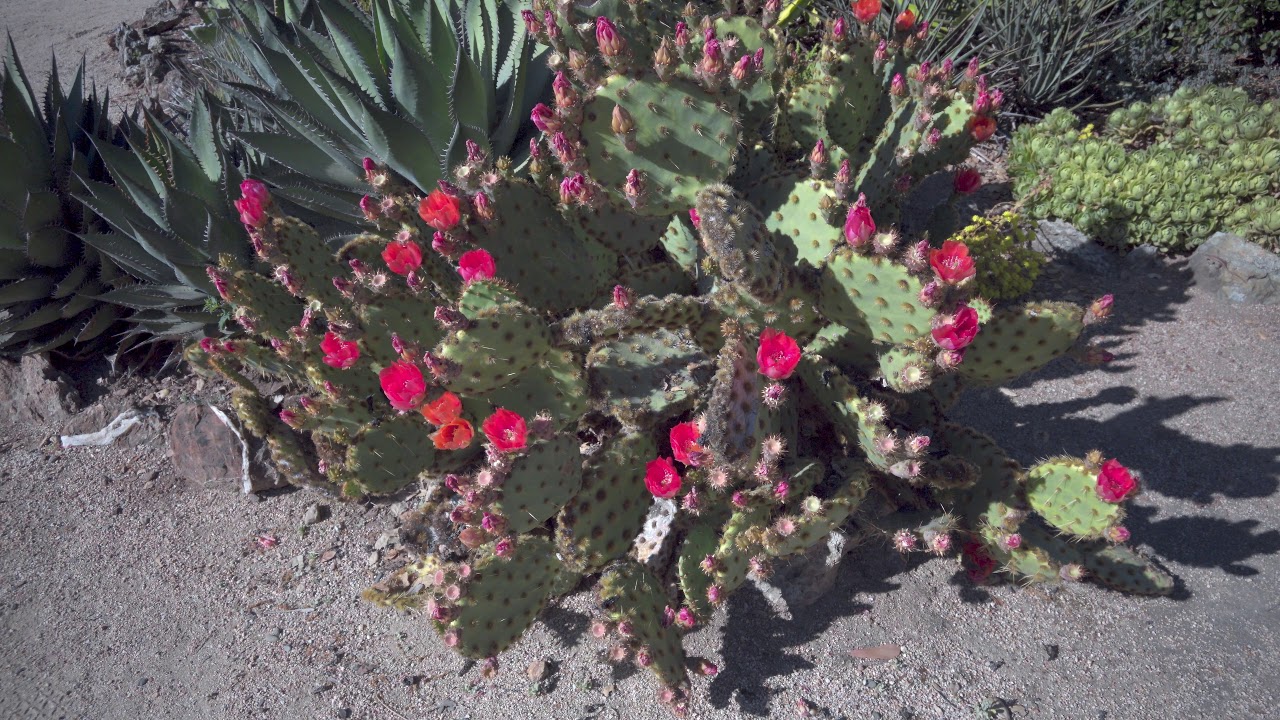Sony Rx0 4k Video Stanford Cactus Garden Youtube