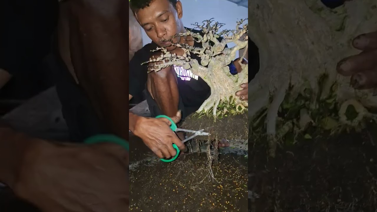 Proses ganti media bonsai anting putri bersama master agus  on the rock