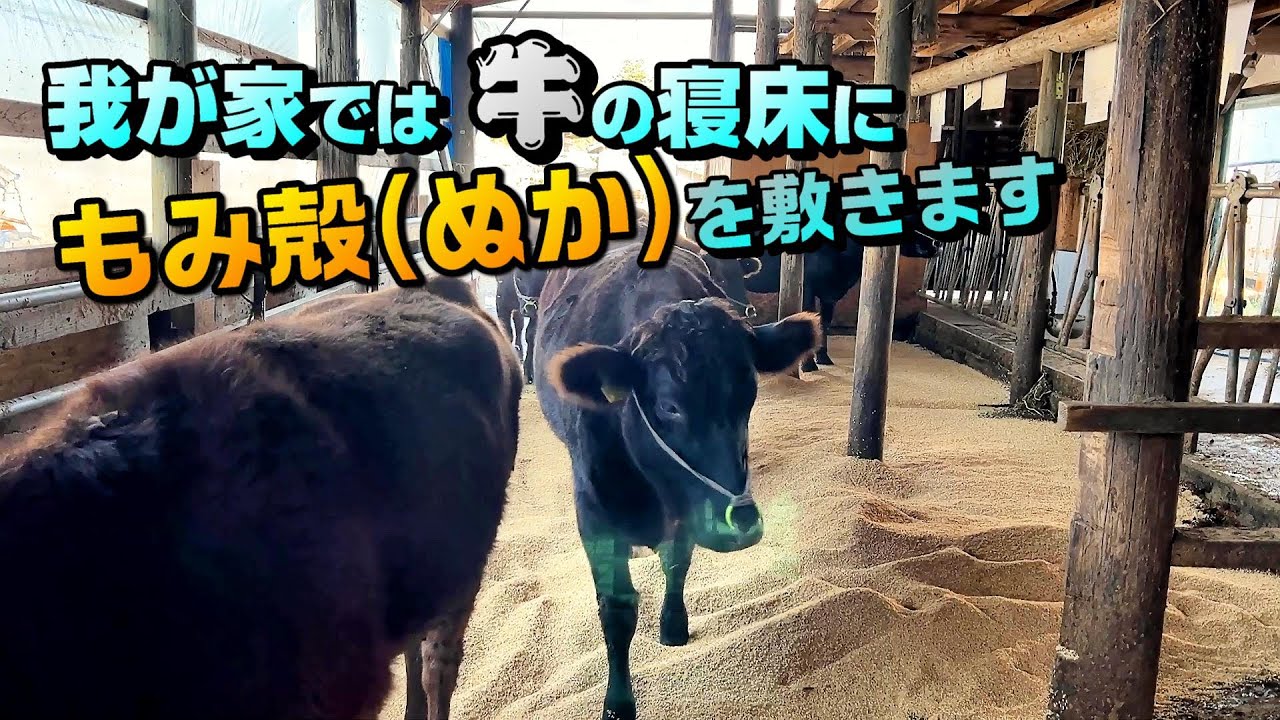 もみ殻(ぬか)を運んで牛の寝床づくり。