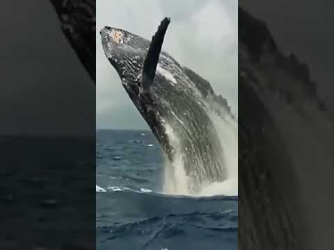 Blue whale real clip and sound