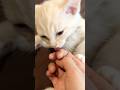 子猫を撫でたい飼い主VS飼い主の手を舐めてあげたい子猫　#テアタイム