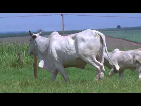 Lote 107   Leilão Virtual Liquidação Kanaxue Chateaubriand Matrizes Paridas e Novilhas