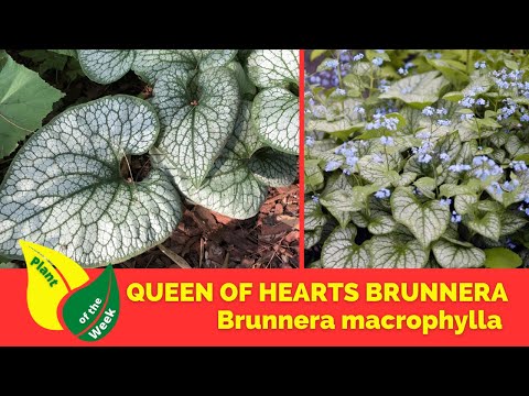 Video: Unde este nativ brunnera macrophylla?