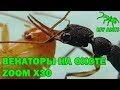 Муравьи на охоте с увеличением x30 (Harpegnathos venator)