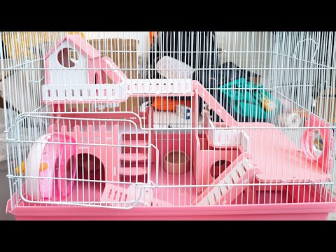 Video: Bagaimana Untuk Memujuk Ibu Bapa Anda Untuk Membeli Hamster