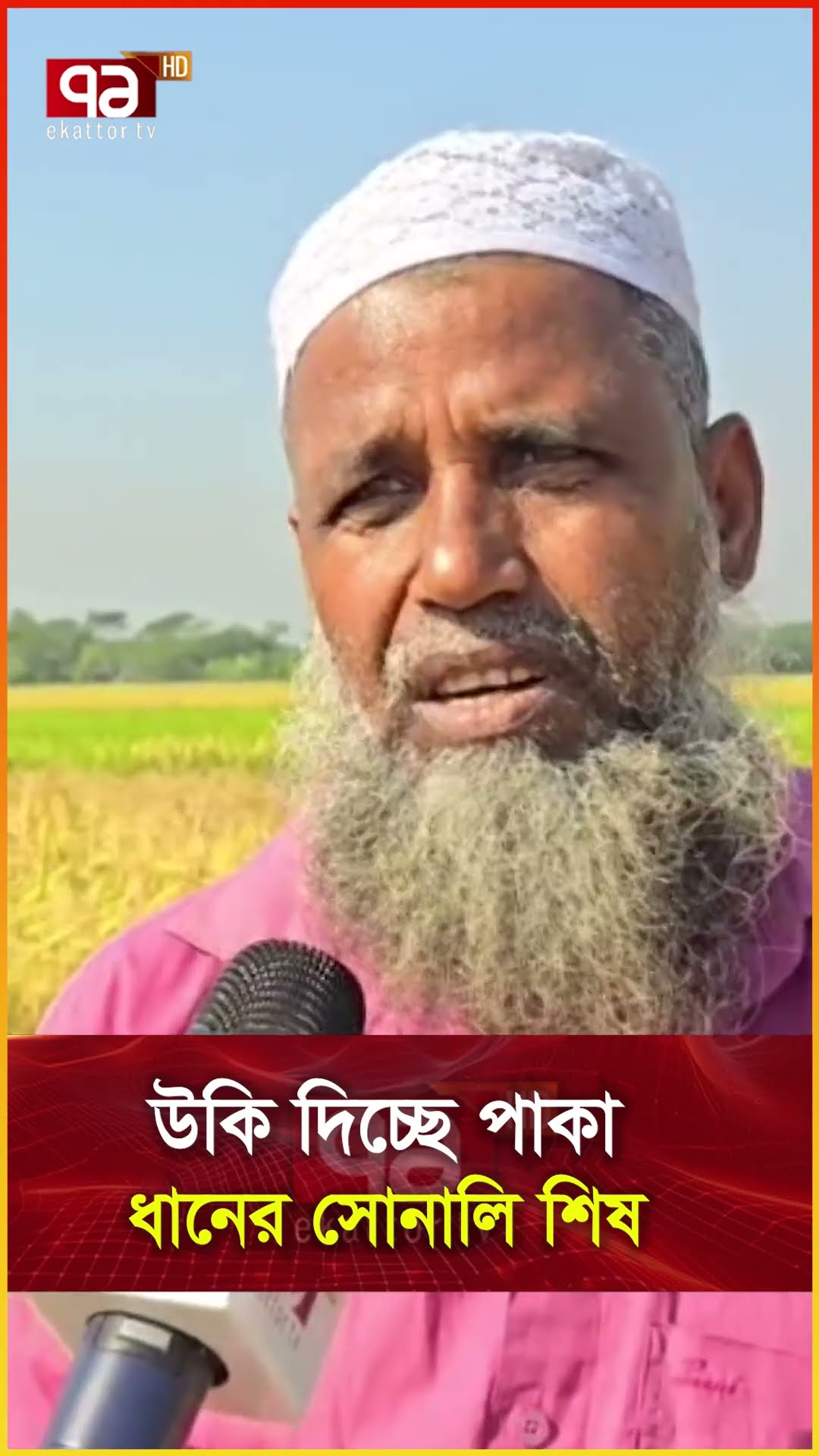 উকি দিচ্ছে পাকা ধানের সোনালি শিষ