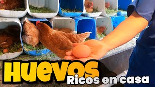 ✨ ¡Descubre el Secreto de 'Las Ponedoras' para Huevos Criollos!