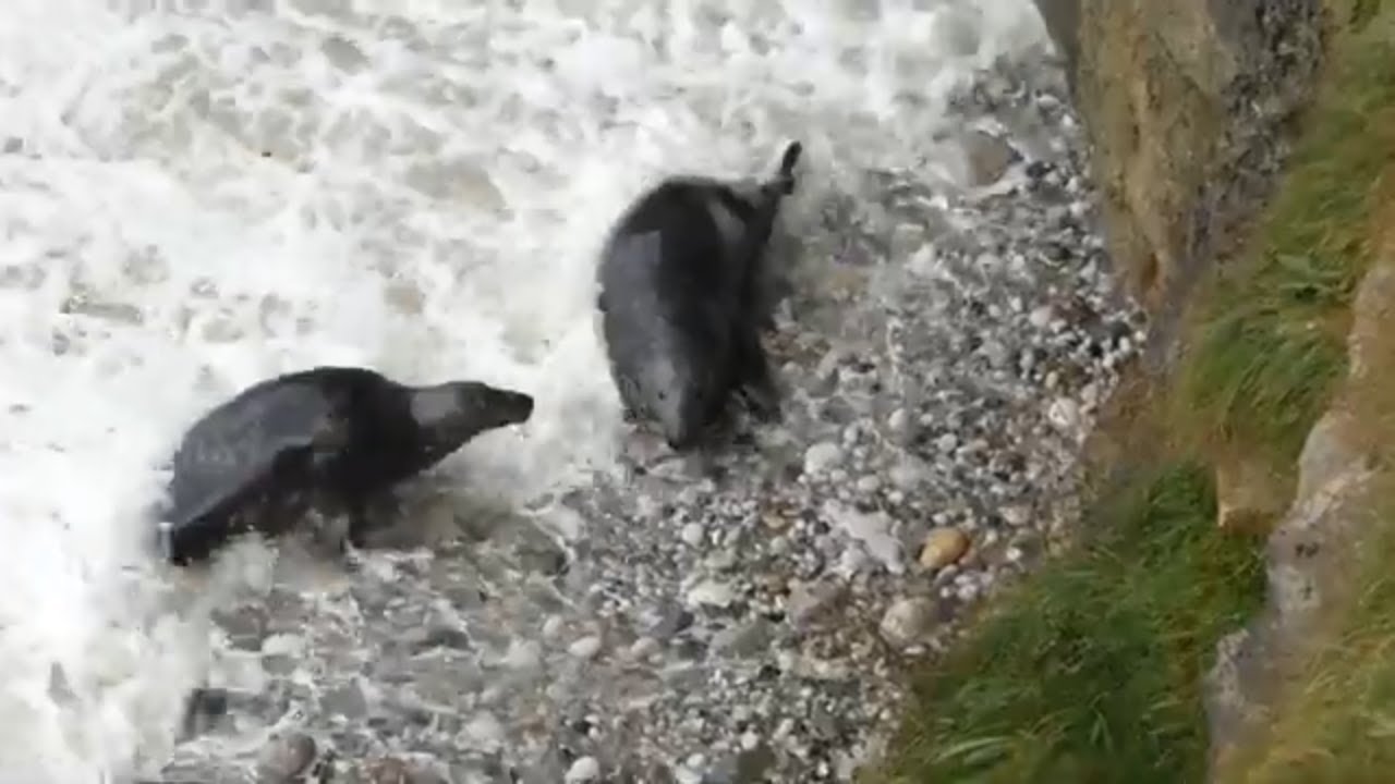 Grey seals play fighting