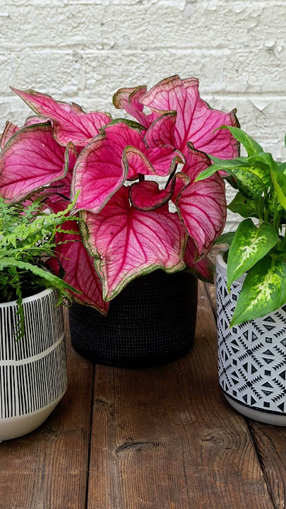 #indoor plants#oxygen plant#air purifying plants # shorts