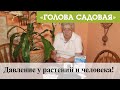 Голова садовая - Давление у растений и человека!