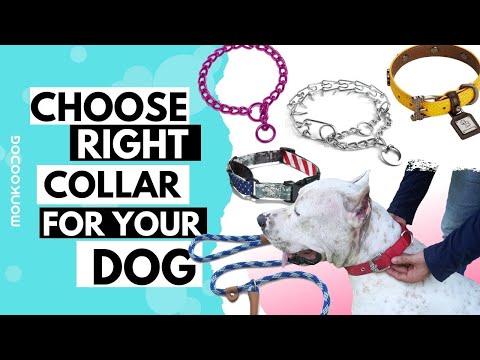 How to choose right COLLAR for your dog. Pros and Cons