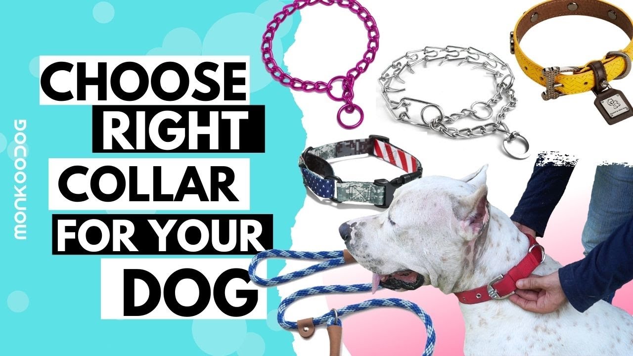 III. Different Types of Dog Collars and Their Benefits