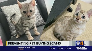 Pet scam skyrocketed in 2020, BBB says