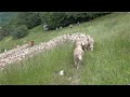 Fête de la Transhumance au col du Rousset 2023 (Drôme - France)