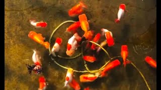 Amazing Goldfish Breeding In The Fish Farm