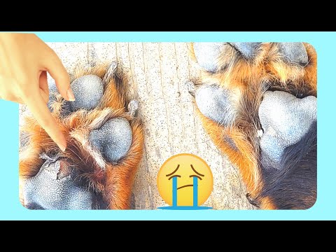 Video: Comida casera para perros de alto contenido calórico