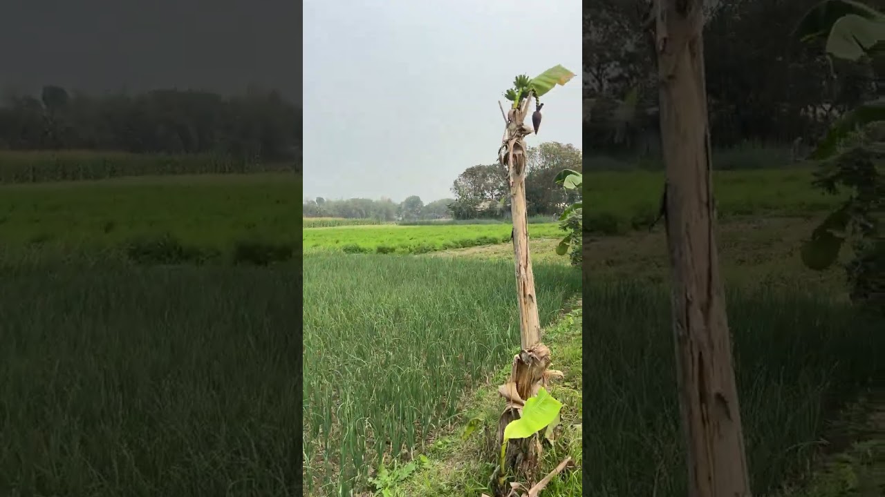 গাজর কালোজিরা পিয়াজ রসুন এর কি অবস্থা বর্তমানে!!?  #কৃষিফার্ম #farming  #পিয়াজ #গাজর #রসুন 