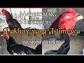 AYAM PAKHOY YANG BERKUALITAS