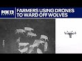 US farmers using drones to ward off wolves from cattle