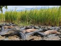 Rice Field Wonders: A Fisherman&#39;s Amazing Hand Fishing Skills for Catching Abundant Catfish!