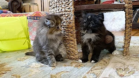 Video 11879151: norwegian forest cat, cattery