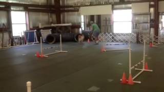 Josi Bell Agility Practice Section 7/5/13