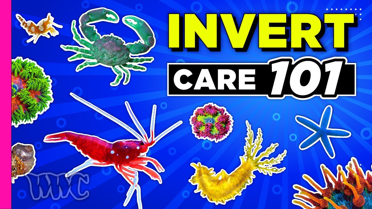 Inverts the 24 hour Aquarium Janitors