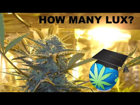 How Many Lux Does Cannabis NEED At Canopy Digital Illuminance Meters Overview