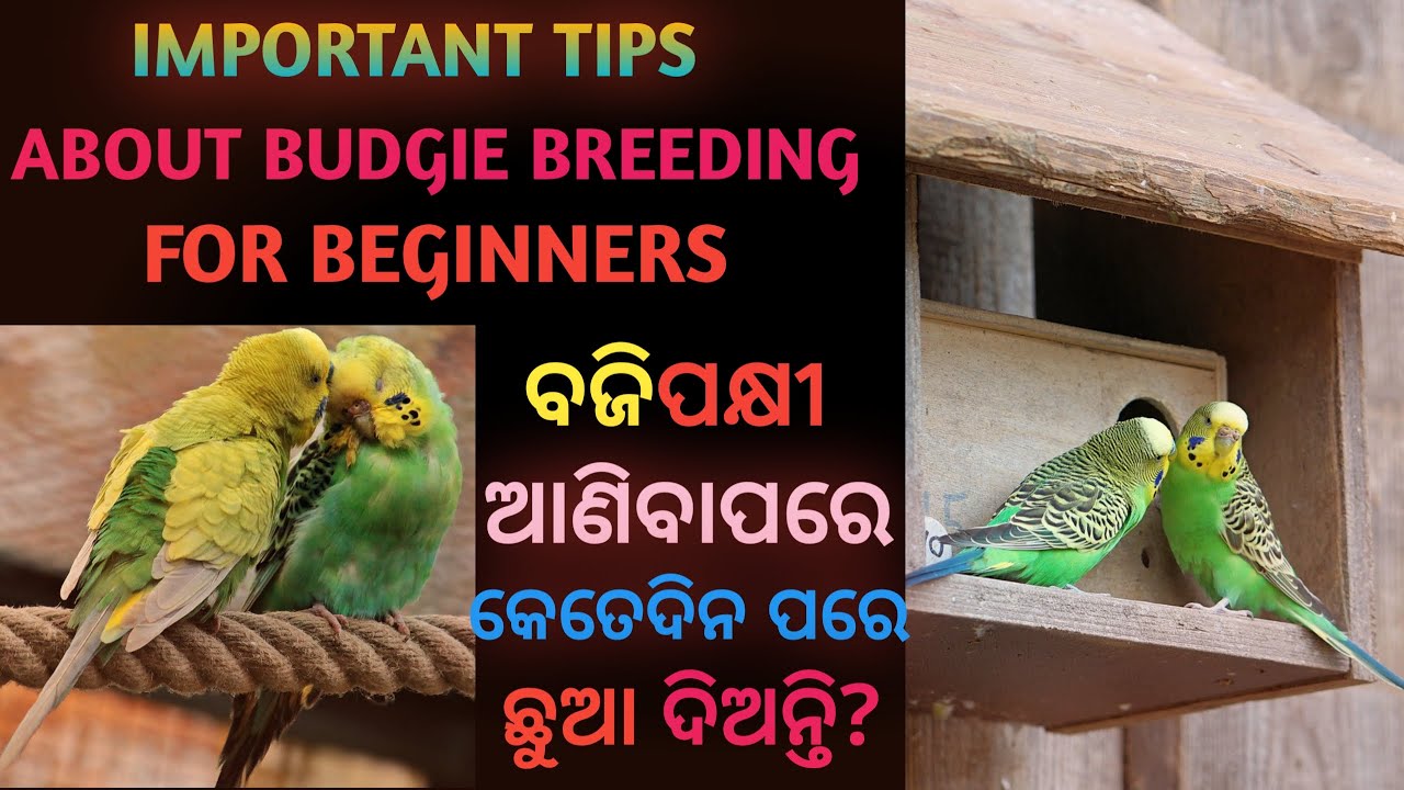 IMPORTANT TIPS ABOUT BUDGIE BREEDING FOR BEGINNERS || ଘରକୁ ବଜିପକ୍ଷୀ ଆଣିବାପରେ କେତେଦିନପରେ ଛୁଆ ଦିଅନ୍ତି?