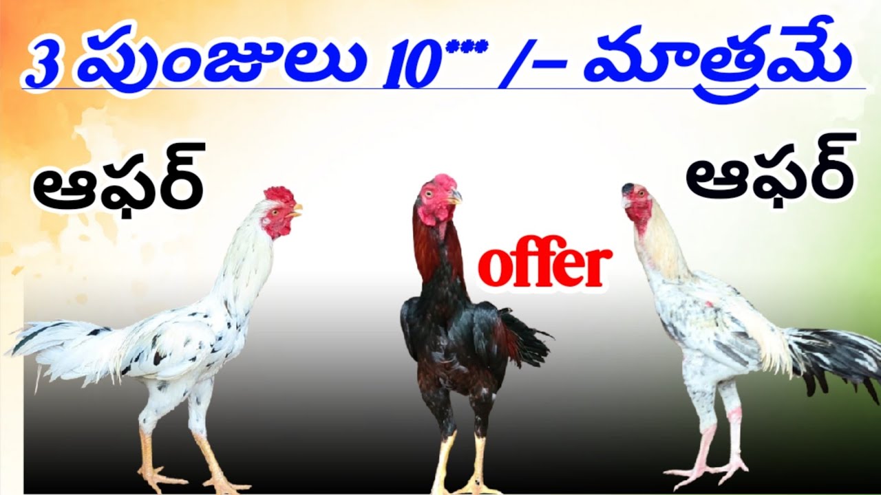 అదిరిపోయే ఆఫర్ చిన్న ముసలయ్య గారి ఫామ్స్ #77807 22788 #khrfarms #chinnamusalayya 