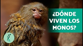 How many types of monkeys are there 🐒 (Characteristics, Habitat, Diet, and Behavior of Monkeys)