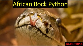 Ali's Top 5 - African Rock Python Facts