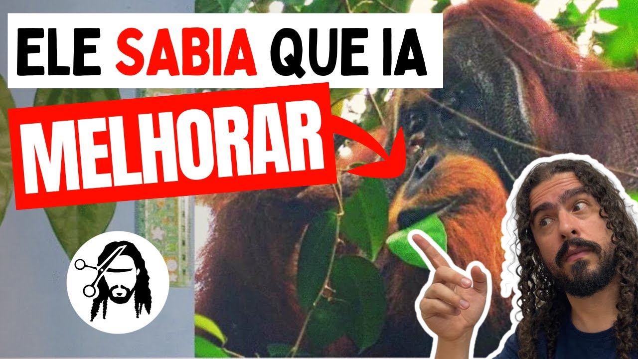 ORANGOTANGO TRATANDO FERIMENTO?