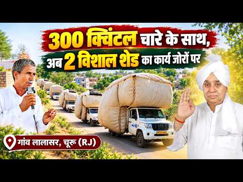 गांव लालासर, चूरू (RJ): 300 क्विंटल चारे के साथ, अब 2 विशाल शेड का कार्य जोरों पर।